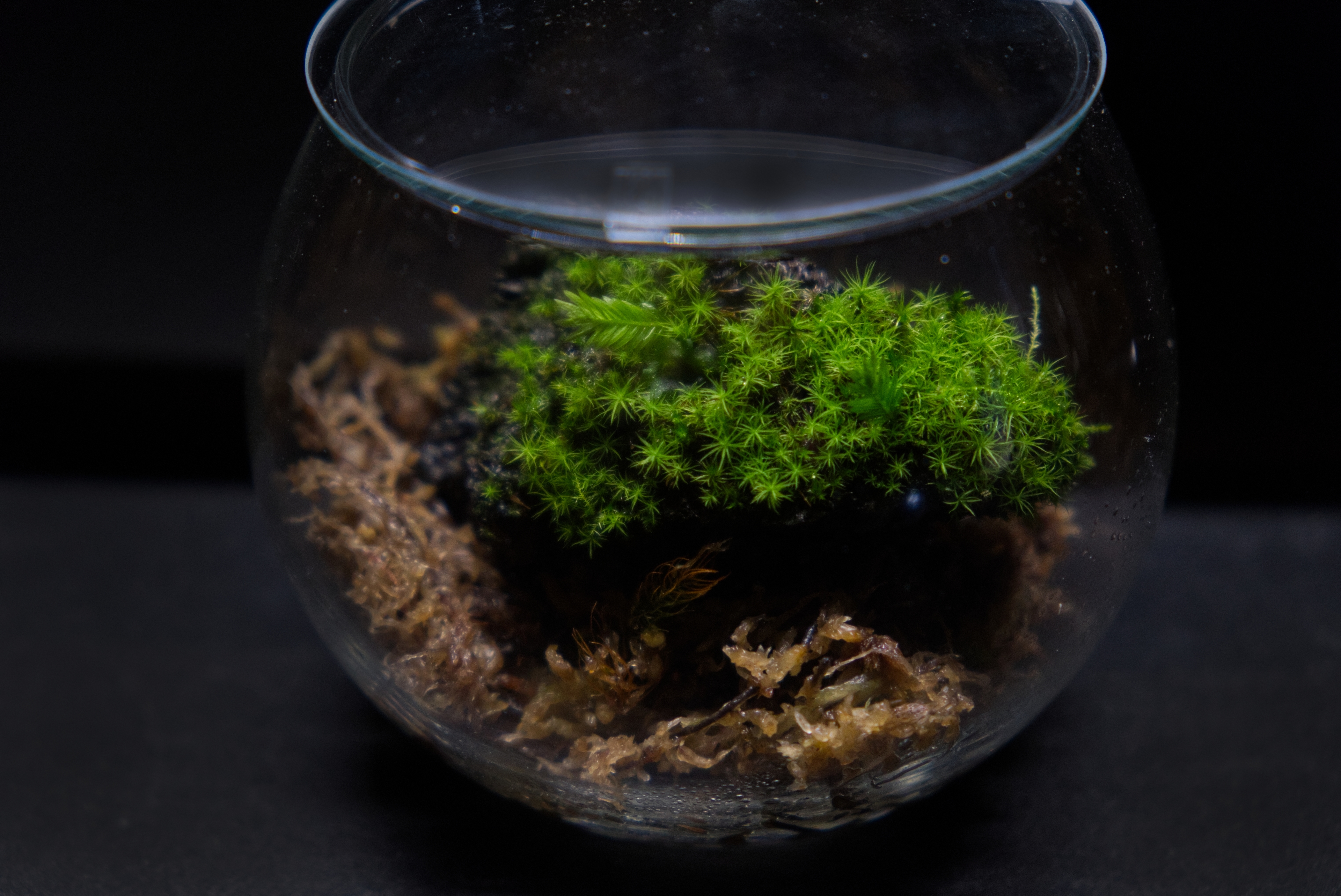 苔テラリウム